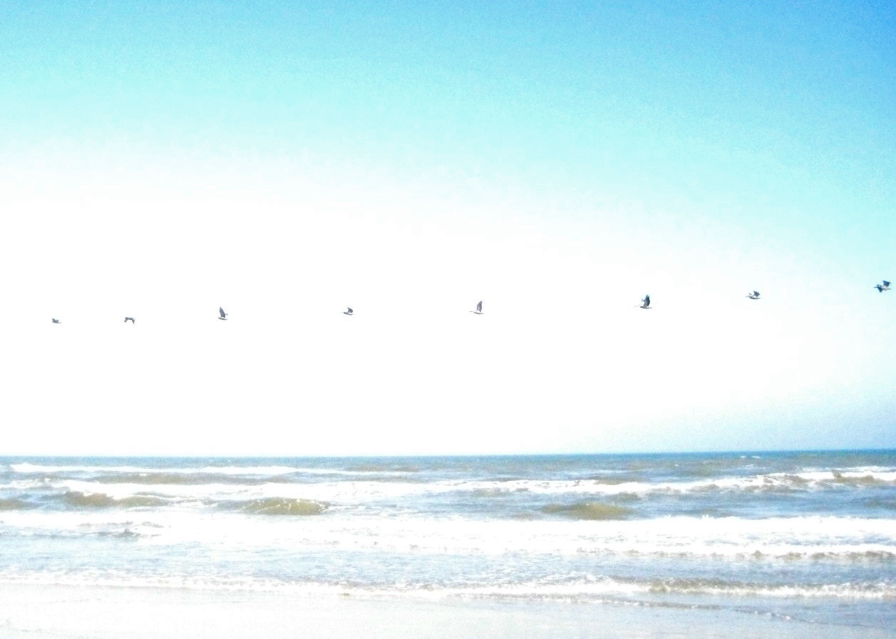 Birds!